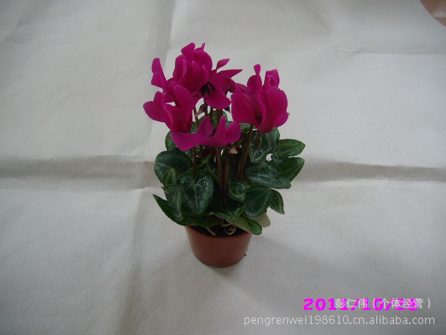 【仙客来-紫霞仙子 观花植物 桌面小盆栽 迷你植物 上海】价格,厂家,图片,其他园艺花卉,彭仁伟(个体经营)-