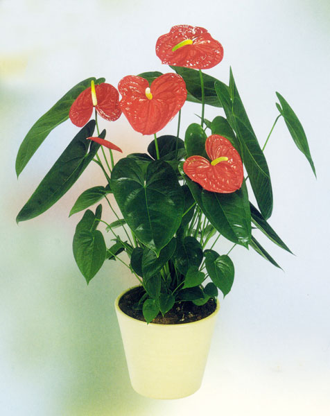 星沙花卉租赁 星沙泉塘花卉租赁图片|星沙花卉租赁 星沙泉塘花卉租赁产品图片由长沙泉塘美洛花坊公司生产提供-