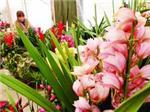 【花花花花!!】一品红批发商【山东兰花种植基地】富贵竹批发商-山东 花卉园艺提供【花花花花!!】一品红批发商【山东兰花种植基地】富贵竹批发商的相关介绍、产品、服务、图片、价格西府海棠、菊花造型批发、山东菊花造型、菊花造型出售、菊花造型设计出售、菊花造型销售、