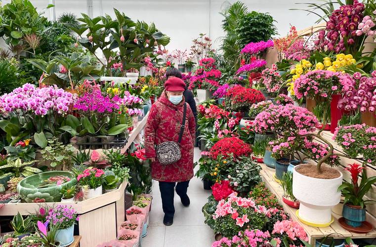 北京各大花卉生产基地积极筹备年宵花产品,今年北京年宵花生产量总计
