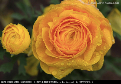 花卉