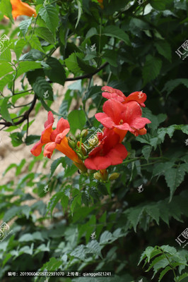 花卉