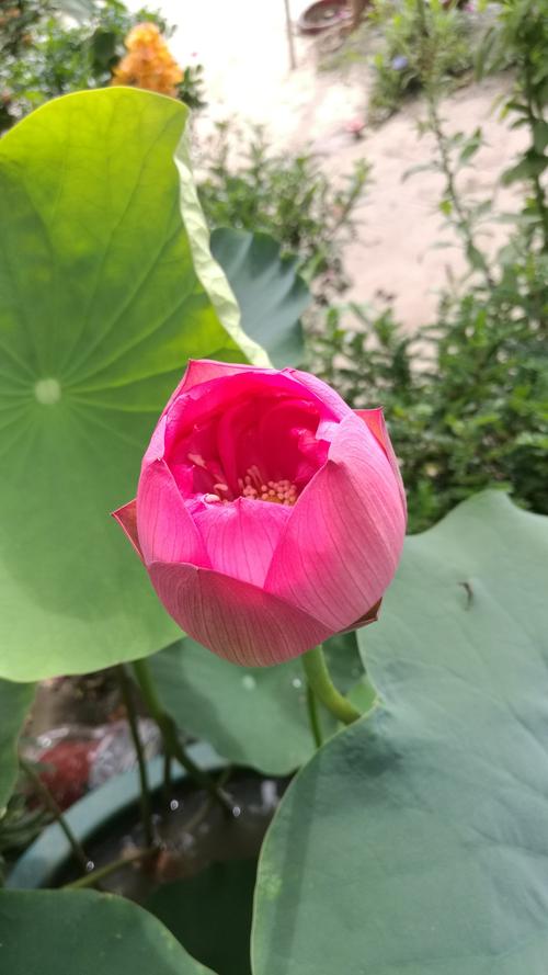 万福花卉&荷塘月色 景色荟萃